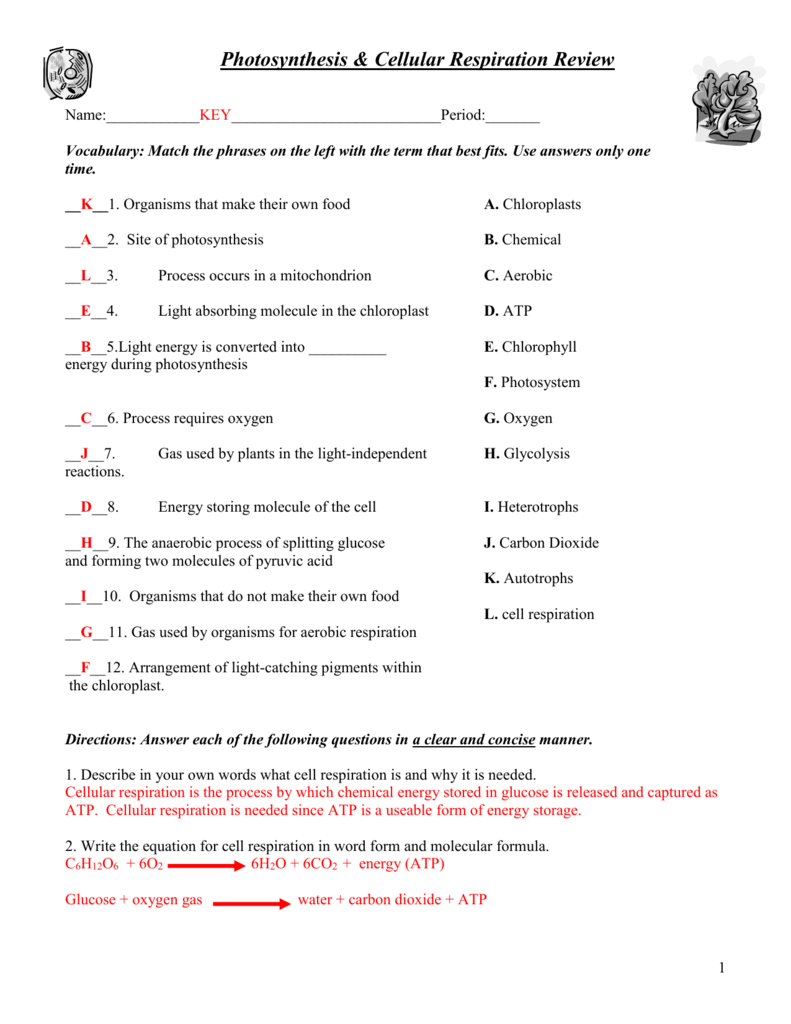 Photosynthesis And Cellular Respiration Worksheet â All About